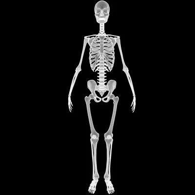 анатомия костного скелета человека Иллюстрация штока - иллюстрации  насчитывающей осевая, клетка: 270782723