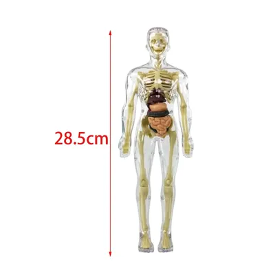 Модель человеческого скелета FRT004, 85 см | AliExpress