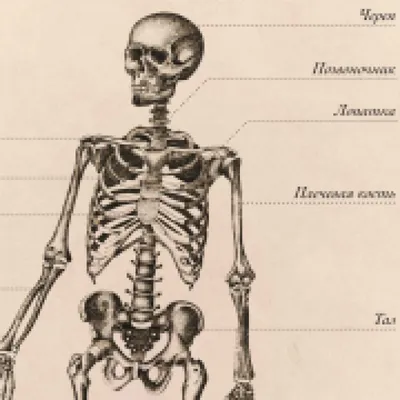 Анатомический набор EDU-TOYS Модель скелета человека SK057 купить по цене  1355 ₽ в интернет-магазине Детский мир