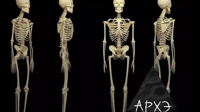 Модель скелета человека (id 56518133), купить в Казахстане, цена на Satu.kz