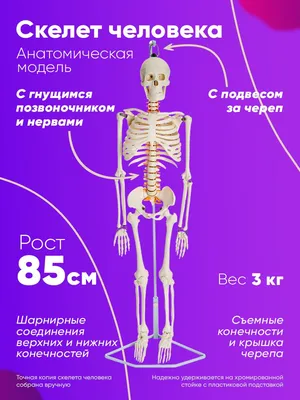 Большая модель скелета RESTEQ детализированная фигурка скелета  анатомический скелет человека 90см (ID#1200982813), цена: 1599 ₴, купить на  Prom.ua