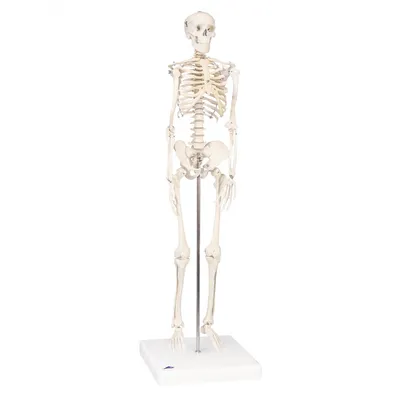 Анатомия скелета всего тела 3D Модель $29 - .3ds .c4d .stl .obj .fbx  .unknown - Free3D