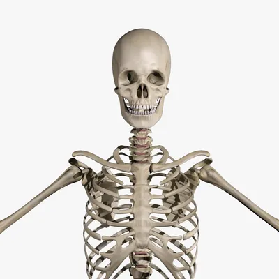Анатомическая модель человеческого скелета | AliExpress