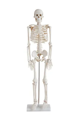 ANATOMYSOURCE Макет скелета человека 85 см