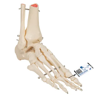 Купить 40 см активная модель человеческого скелета, медицинское обучение,  анатомия, модель скелета, украшение для Хэллоуина | Joom