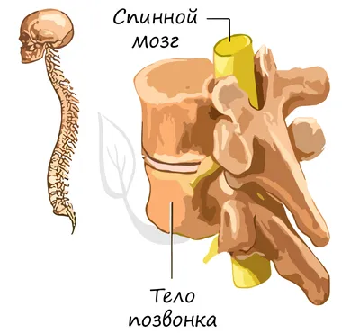 Модель-мини анатомического скелета человека (80см) купить в Москве