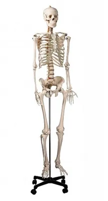 Модель скелета человека в полный рост 170см.