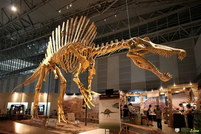 А вы знали, что кости динозавров - это не кости?