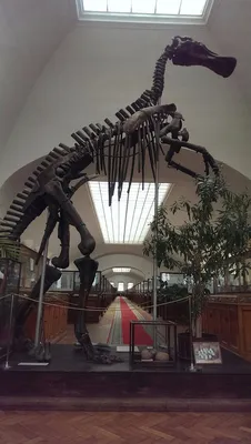 Скелет динозавра - Изображение Геологический музей имени Ф.Н.Чернышева,  Санкт-Петербург - Tripadvisor