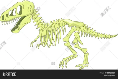 Где найти динозавров в России: в Новосибирск привезли скелет хищника  размером с грузовик | НДН.Инфо