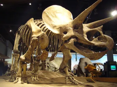 Динозавров.net. Почему в музеях Украины нет ни одного… | by Semen  Yesylevskyy | Medium
