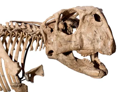 Палеонтологи из Москвы доставили в Новосибирск скелеты динозавров -  Рамблер/новости