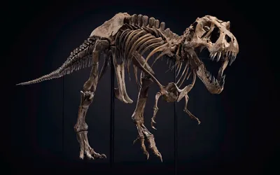 скелет динозавра фото, скелеты динозавров фото |