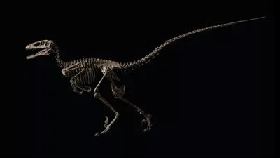 Силуэты скелетов динозавров костный тираннозавр доисторический динозавр  животных костно-векторный плоский рисунок бесшовный рисунок Векторное  изображение ©vectordreamsmachine 167482386
