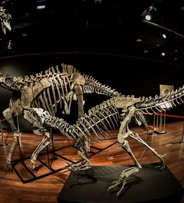 Мир Динозавров: Раскопай скелет Велоцираптора | Купить настольную игру в  магазинах Мосигра