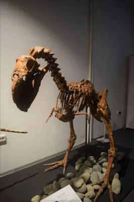 Могильники Юрского периода: как и где формировались хранилища скелетов  динозавров - Fun | Сегодня