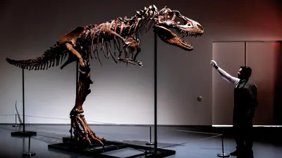 Sotheby's выставил на торги редкий скелет динозавра - РИА Новости,  07.07.2022