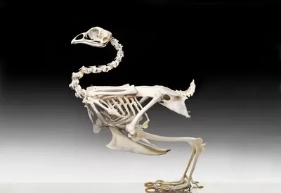 Скелеты динозавров с крыльями» — создано в Шедевруме
