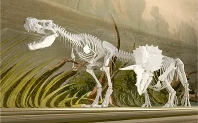 Скелет динозавра | Шарарам вики | Fandom