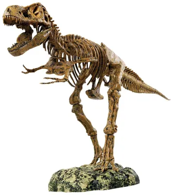 Купить набор \"Скелет динозавра\", цены на Мегамаркет | Артикул: 100025339416