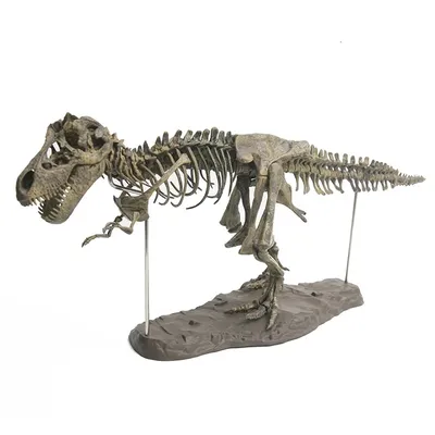 Кости динозавров на самом деле не кости | STENA.ee