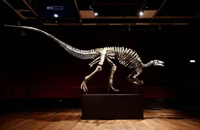 Фотообои Скелеты динозавров артикул Ch-553 купить в Оренбург|;|9 |  интернет-магазин ArtFresco