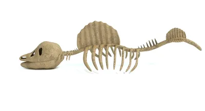 3D симуляция мозга динозавр Скелет дракона головоломка образовательные DIY  Необычные игрушки ручной работы для детей | AliExpress