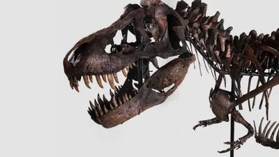 Мини набор для проведения раскопок \"Скелет динозавра\" – купить в  интернет-магазине, цена, заказ online