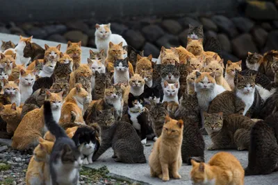 Сколько всего в мире кошек и котов? | Блог зоомагазина Бетховен