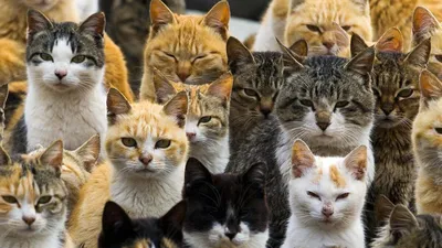 Сколько на Земле домашних котов и кошек? | МарКотикКо | Дзен