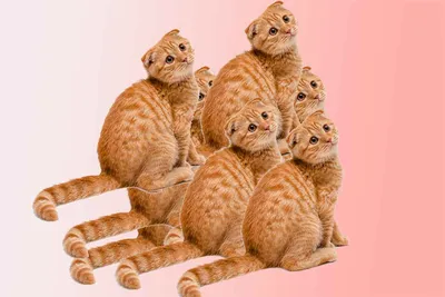 Визуальный тест: сколько кошек вы видите? Только 5% пользователей дают  правильный ответ | Mixnews