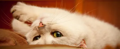 Как рассчитать возраст кошки по человеческим меркам? | Блог зоомагазина  Бетховен