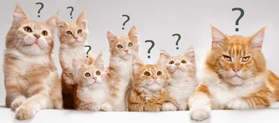 Как узнать сколько лет кошке? Методы определения возраста кошки