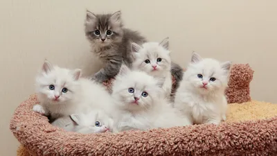 Сколько кошек оптимально держать дома | Кошка.ru | Дзен