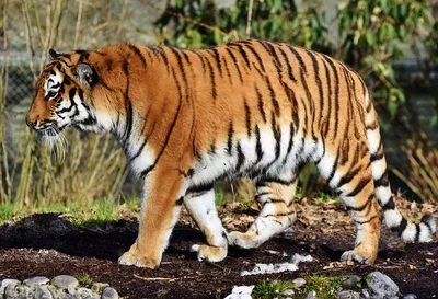 Vlad__spongebob - Сколько тигров ти видьш на картинке Напиши в коментах |  Facebook
