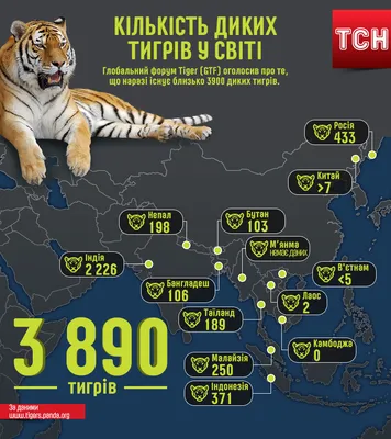 Число амурских тигров на \"Земле леопарда\" стало самым большим в мире -  Новости РГО