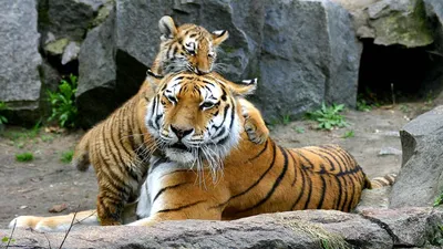 Сколько весят амурский и бенгальский тигры. Кто из них тяжелее? | Заметки о  животных | Дзен