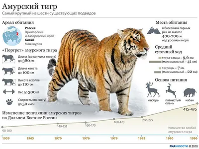 Впервые за сто лет защитники природы насчитали большее количество диких  тигров — Курьезы