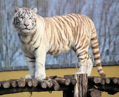 Самый крупный тигр в мире - РИА Новости, 19.11.2010