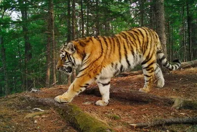 Сколько тигров вы насчитали? | Поздравления, пожелания, открытки | ВКонтакте