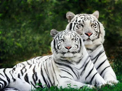 Тигр — фото, факты к Международному дню тигра 28 июля / NV