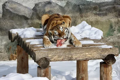 Полосатый праздник: сколько тигров обитает в Амурской области ▸ Amur.Life