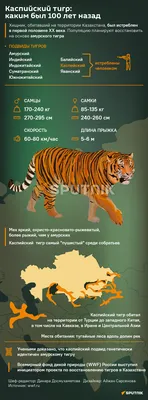 В России численность амурских тигров выросла за последние годы на 150 особей