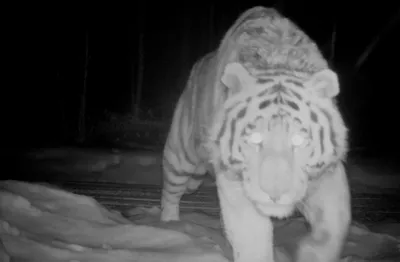 Краснокнижный подсчет. Сколько амурских тигров в России? | Природа |  Общество | Аргументы и Факты