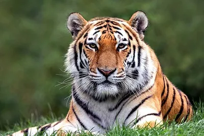Почему в Африке нет тигров?