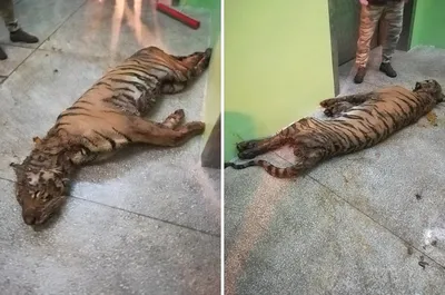 Рацион питания тигров · Новости · Муниципальное Бюджетное Учреждение  Культуры «Зоопарк» - официальный сайт