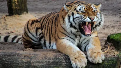 Туранский тигр в Казахстане