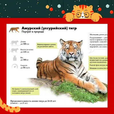 Численность амурских тигров рассчитывают увеличить до 700 особей – Москва  24, 05.09.2019