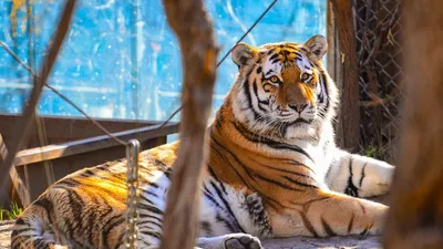 Количество убийств амурских тигров снизилось в России — Новости Хабаровска