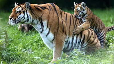Эксперт “НФ. Аналитика” о причинах выхода амурских тигров в населённые  пункты - НФ Аналитика